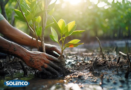 Planting a Greener Future: Solenco's Commitment to Reforestation